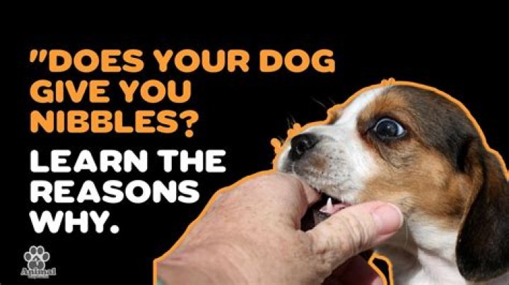 What does it mean when dog nibbles you?