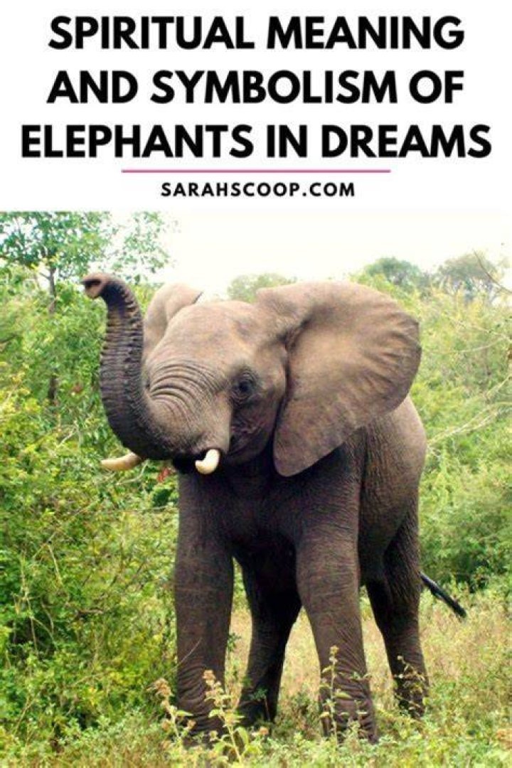What does it mean when you dream of an elephant?