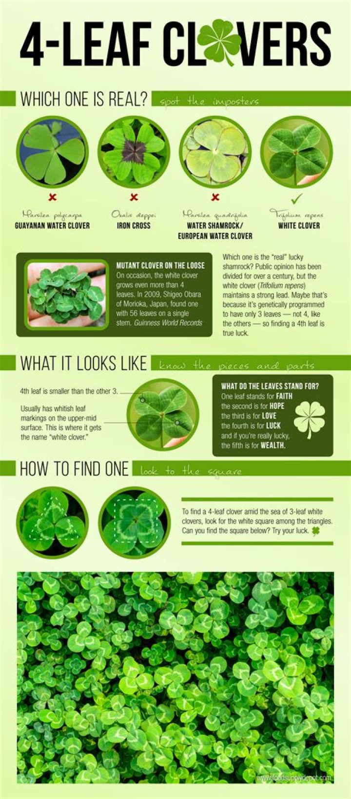 What does it mean when you find a 4 leaf clover?