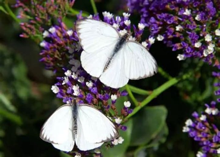 What does it mean when you see white butterflies?