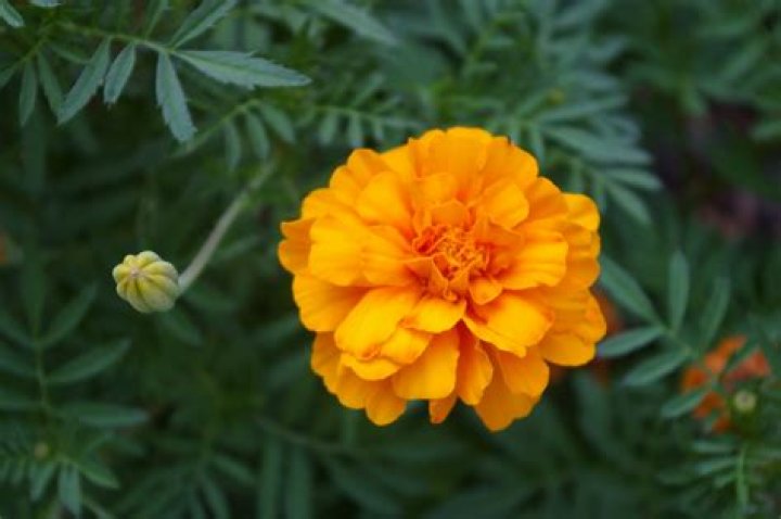 What does Marigold look like?