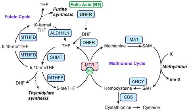 What does Methylfolate do for the body?