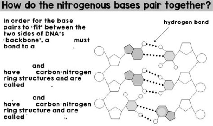 What does nitrogen base mean?