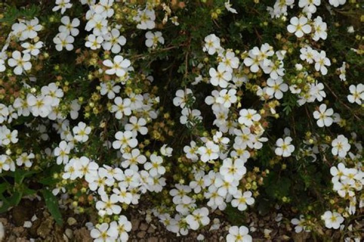 What does Potentilla look like?