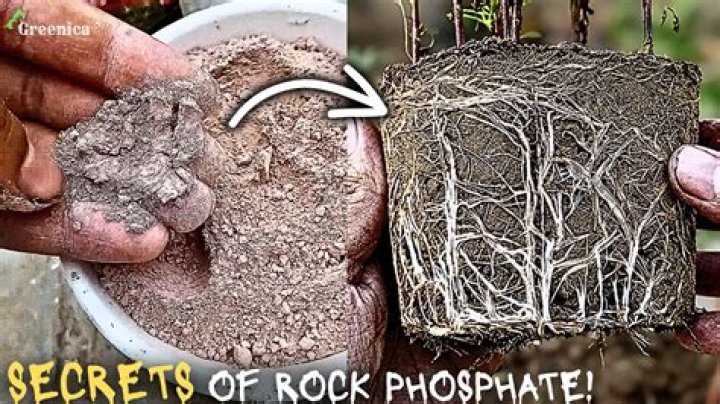 What does rock phosphate do for plants?