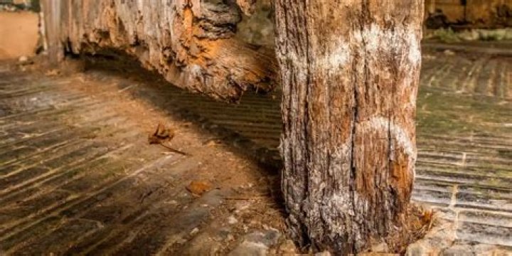 What does rotted wood look like?