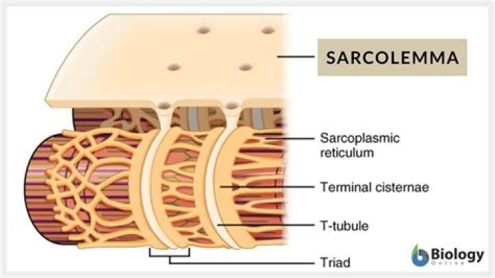 What does Sarcolemma mean?