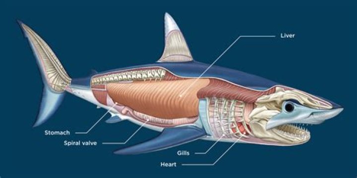 What does shark look like?
