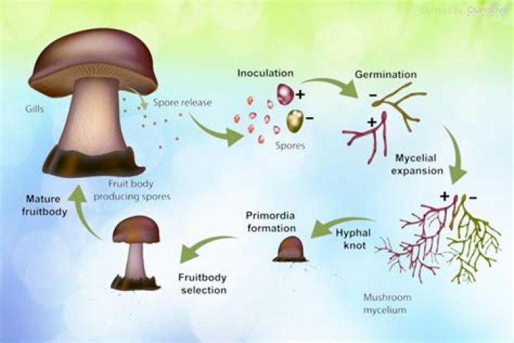 What does the mycelium do?