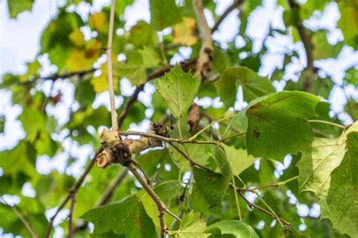 What does the name Sycamore mean?