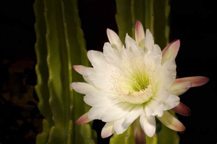 What does the night blooming cereus symbolize?