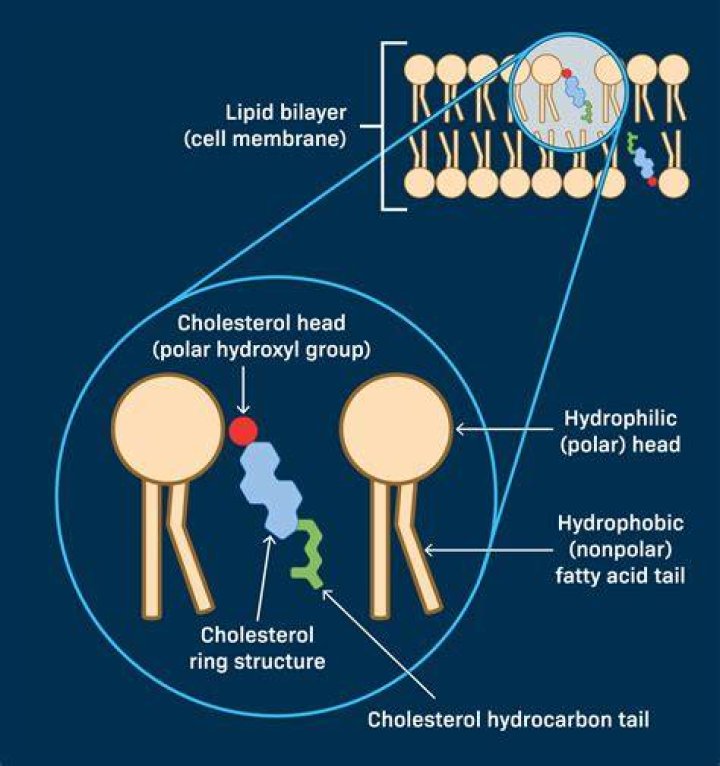 What does the presence of cholesterol in the plasma membrane of some animal cells do?