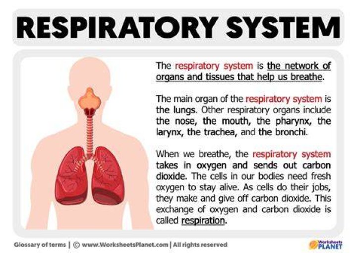 What does the respiratory system consist of?