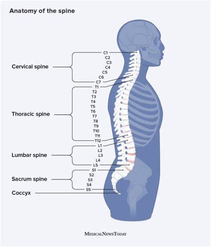 What does the spine do for the body?