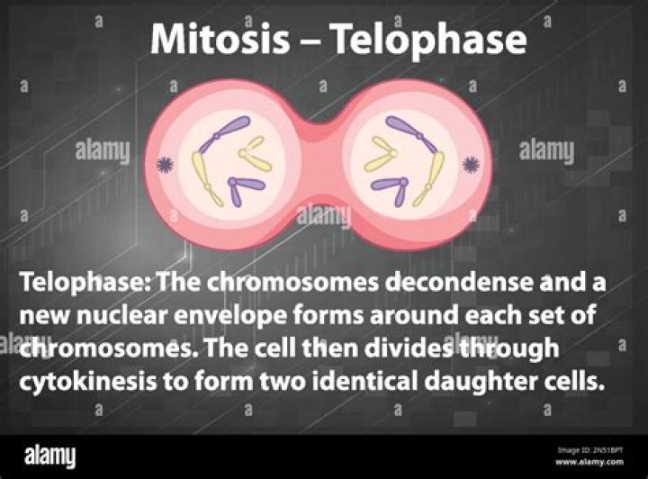 What does the telophase do?