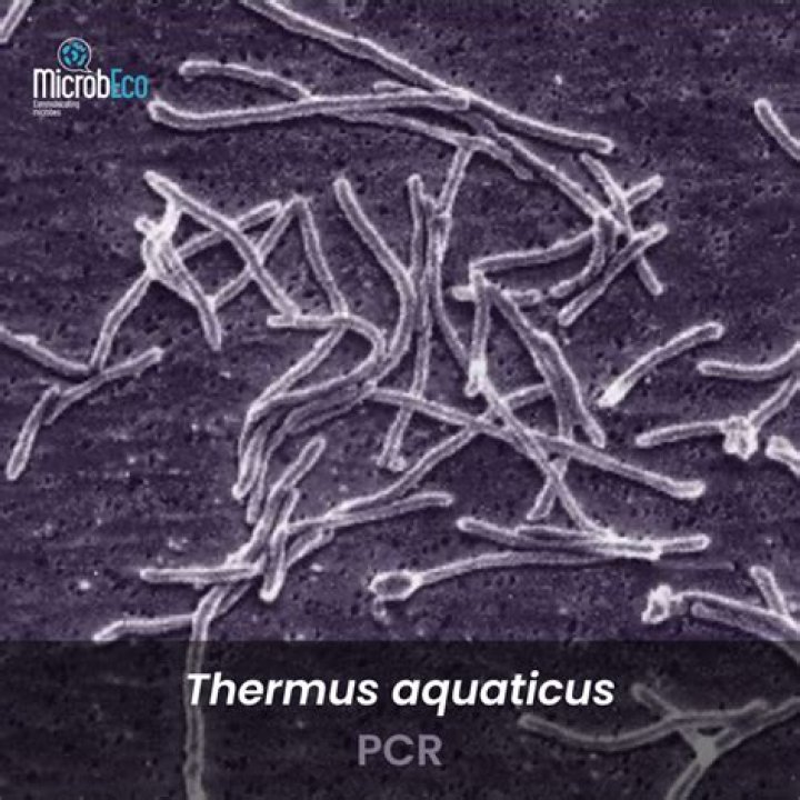 What does Thermus aquaticus do?