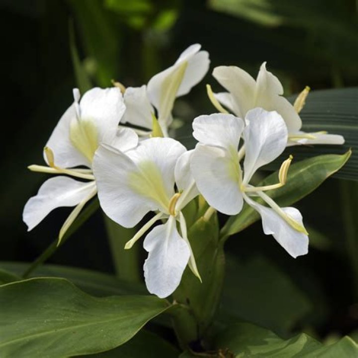 What does white ginger lily smell like?