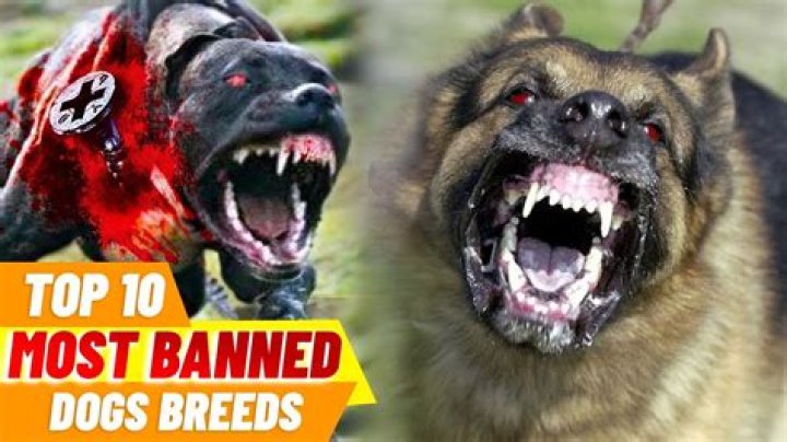 What dog breeds are banned in Ontario?