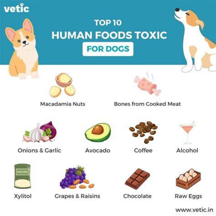 What dog foods do not contain meal?