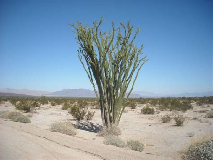 What eats Ocotillo in the desert?