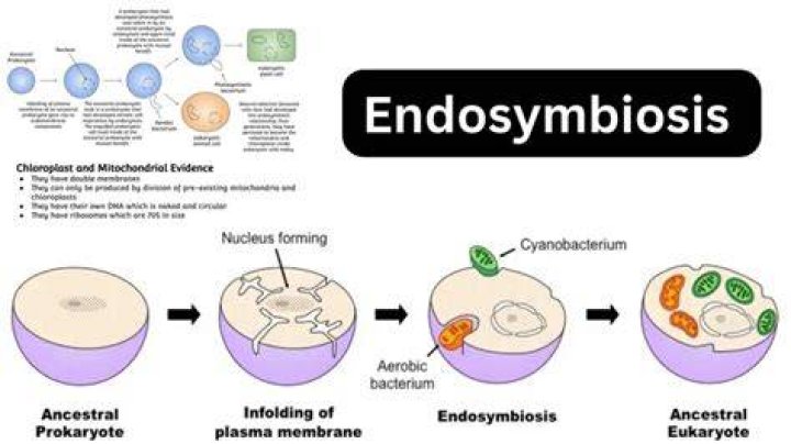 What evidence supports endosymbiosis? | ContextResponse.com