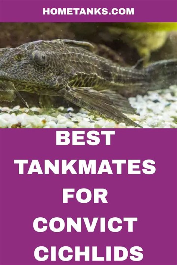 What fish are compatible with convict cichlids?