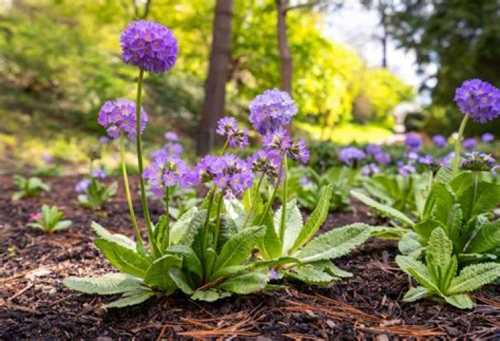 What flowers grow best in Las Vegas?