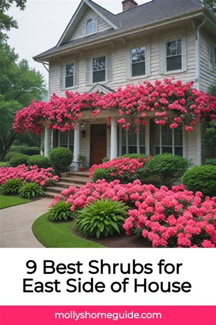 What flowers grow best on east side of house?