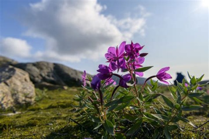 What flowers grow in Ecuador?