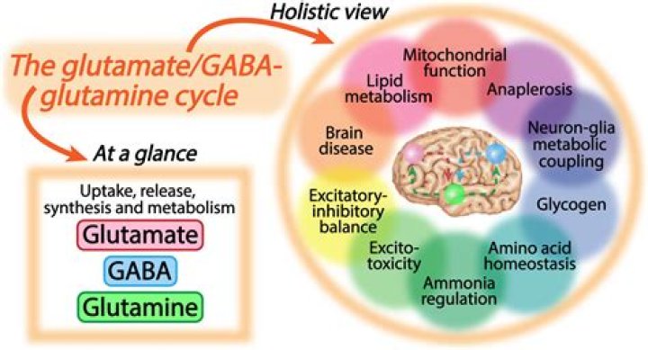 What foods increase glutamate in the brain?