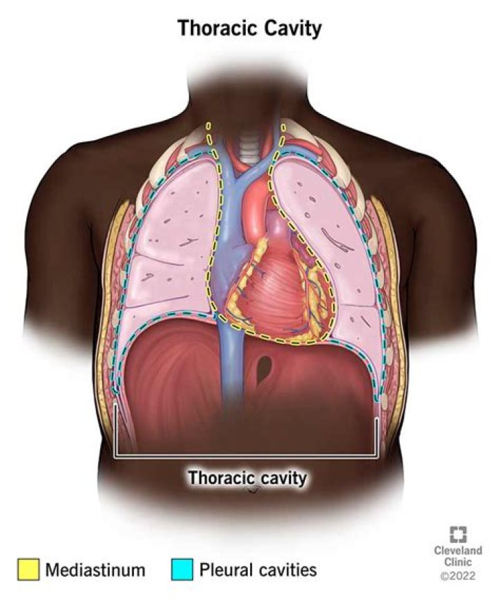 What found in the thoracic cavity?