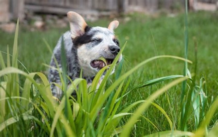 What grass is safe for dogs to eat?