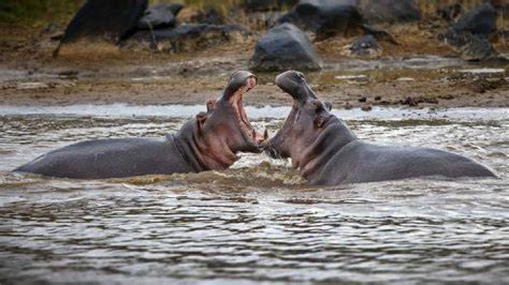 What group does Hippo belong to?