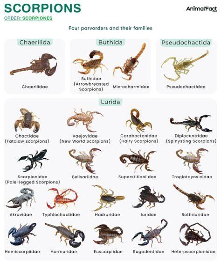 What group is a scorpion in?
