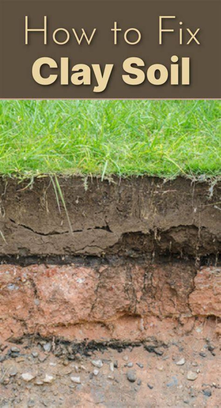 What grows well in clay soil UK?