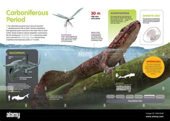 What happened during the Carboniferous Period?