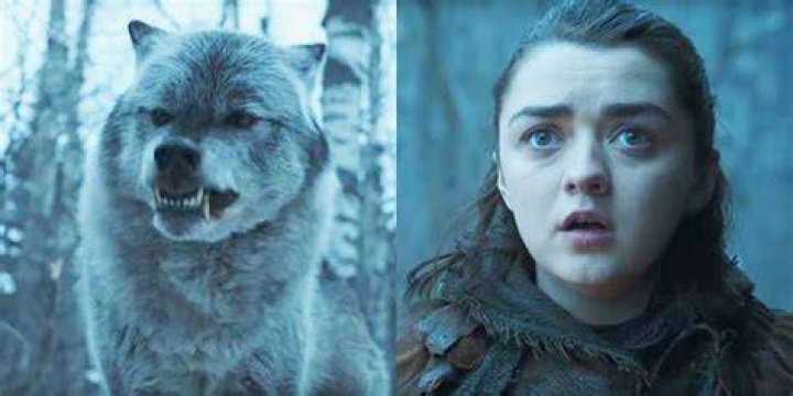 What happened to Arya Stark's Direwolf?