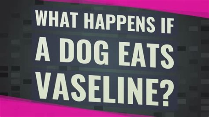 What happens if a dog eats Vaseline?