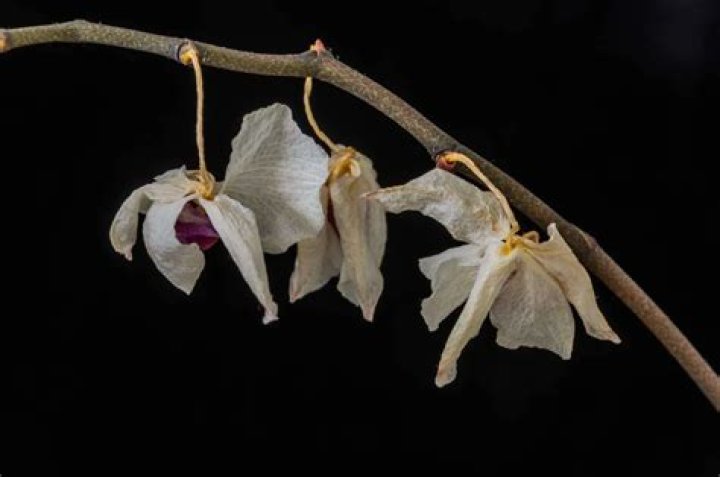 What happens if an orchid stem breaks?