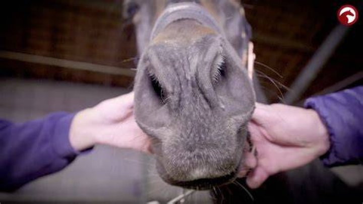 What happens if my horse is a carrier of strangles?