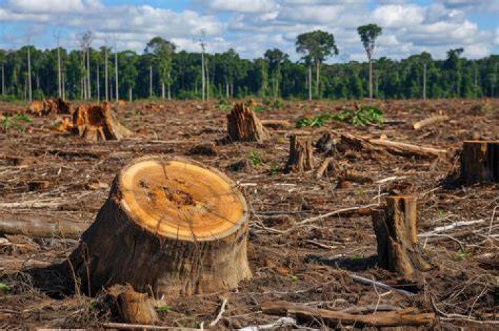 What happens if we cut trees?