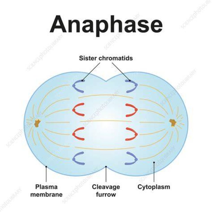 What happens in anaphase simple?