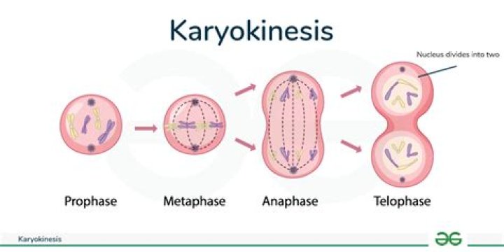 What happens in Karyokinesis?