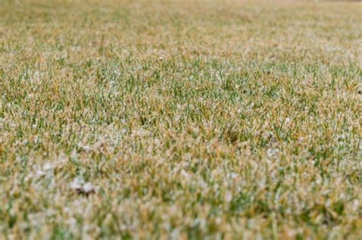 What happens to Bermuda grass in the winter?