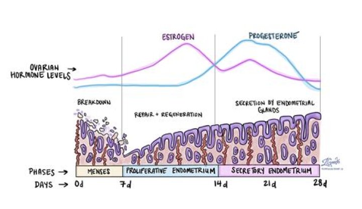 What happens to the endometrium during the secretory phase?