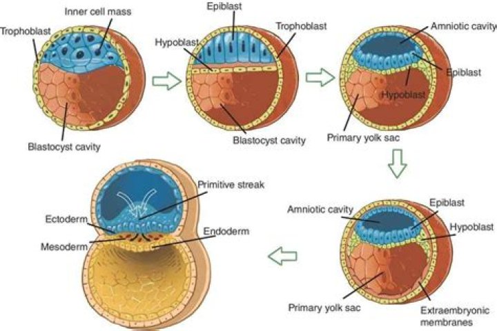 What happens to the Hypoblast?