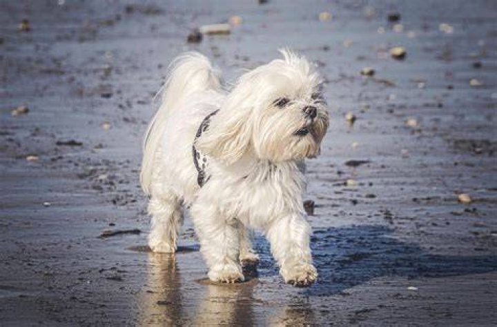 What health problems do Maltese dogs have?