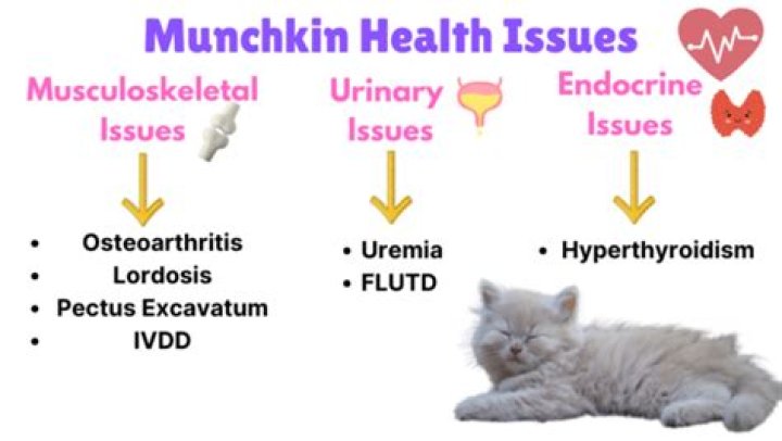 What health problems do Munchkin cats have?