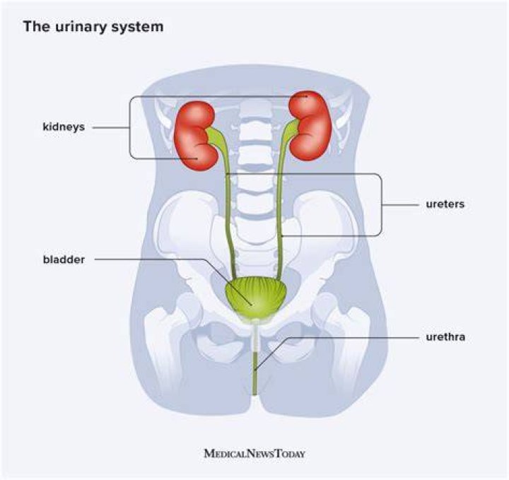 What hollow muscular organ is located in the pelvic cavity posterior to the symphysis pubis and is part of the urinary system?