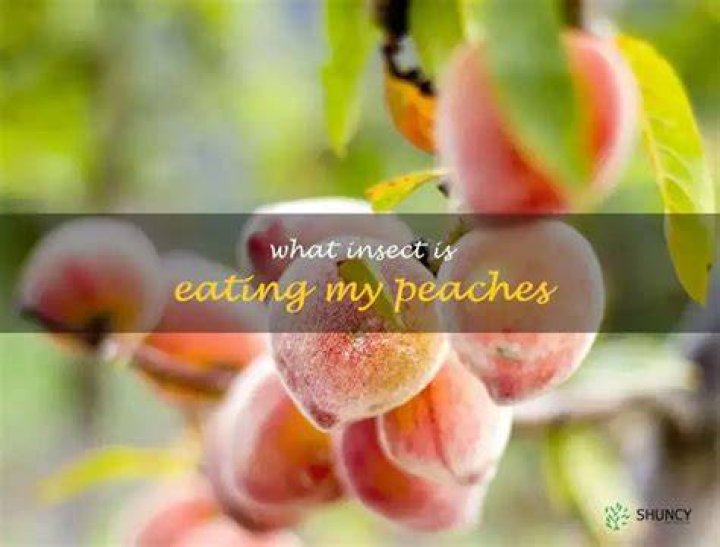 What insect is eating my peaches?